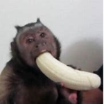 Monkeys Playground