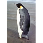 penguino's group penguins
