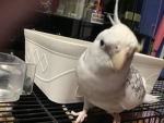 The bird fan club!!