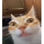 Temu Tech