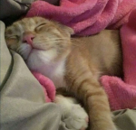 Les petit crouton