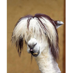 Ganster Llamas