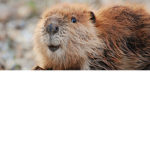 BEAVER BUILDERS