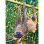 Sloths Cult