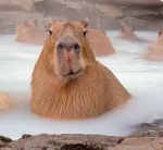 Capybara Lovers