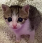 .cwutiee