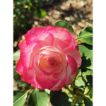 VictoriaW33 Official