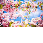 •Blossoms_Squad•