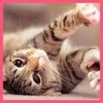 -vanilla kitties-