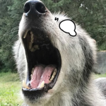 justapup