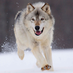 The wolf fan group