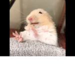 Hamster of Steven