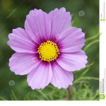 random flower types