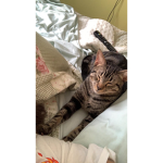 UwU amo alos gatos