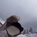 coldchimp