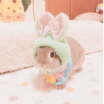 Sun Bunnys!