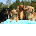 Foundation for Baby Super and other Dachshunds