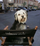 dogs ever and ever