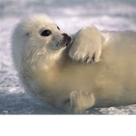 ANIMAL GUARDIANS WE LOVE ANIMALS!!!