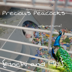 Precious Peacocks