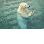Doge Work-studios