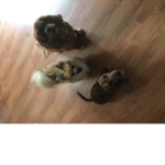 The puppy page army