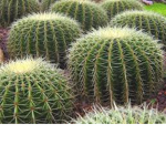 The Cactus.