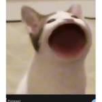 The cat club B)