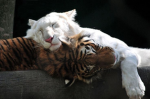 SweetDreamers