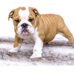 pet safe group