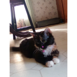 Calico kitten fans