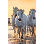 BEC's horse riding Academy