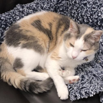Join If You Love Kitties - Cat Lover Group
