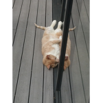 Happy cats friend