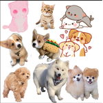 Cats and Corgis and dogs