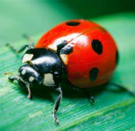 Bug Studios