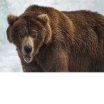 Bear Gang!!!!!!