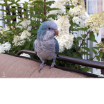 Quaker Parrots