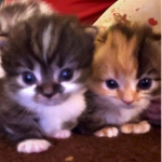 Group Thumbnail