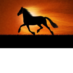Horse supporter people
