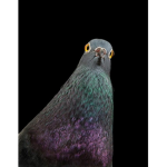 Pigeon Family u-u