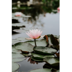 Lotus of the Dark Abyss
