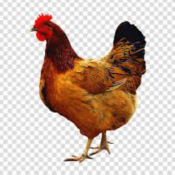 Chicken Hangout