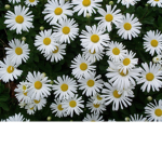 ~*Delicate Daisies*~