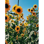 sun flower official group