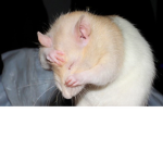 Rat Tea Party