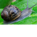 snail fanz
