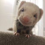 Help Ferrets Lives