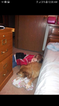 The dog Honey