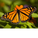 THE FLOWERS BUTTERFLY